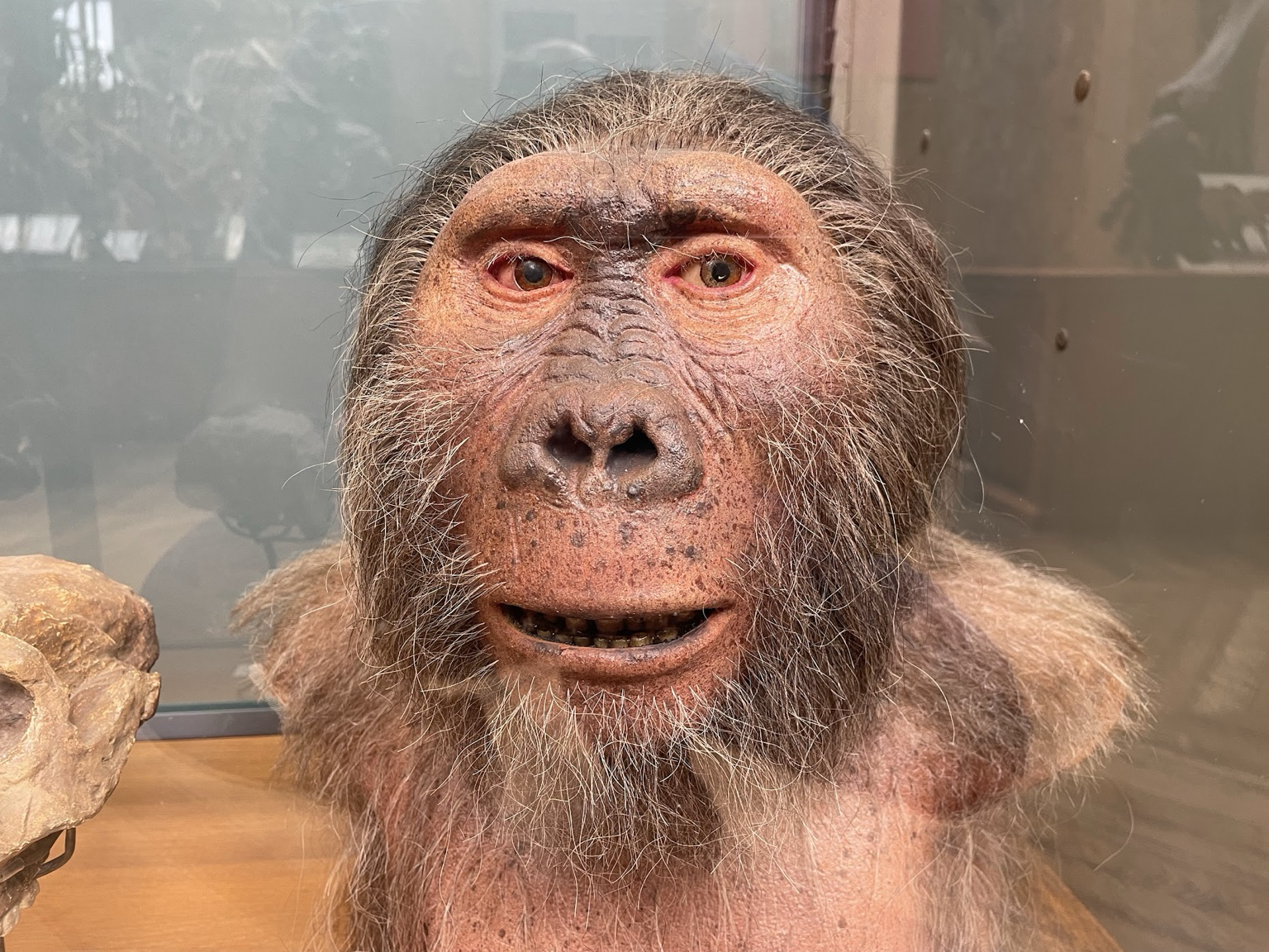 A reconstruction of an early human ancestor.
