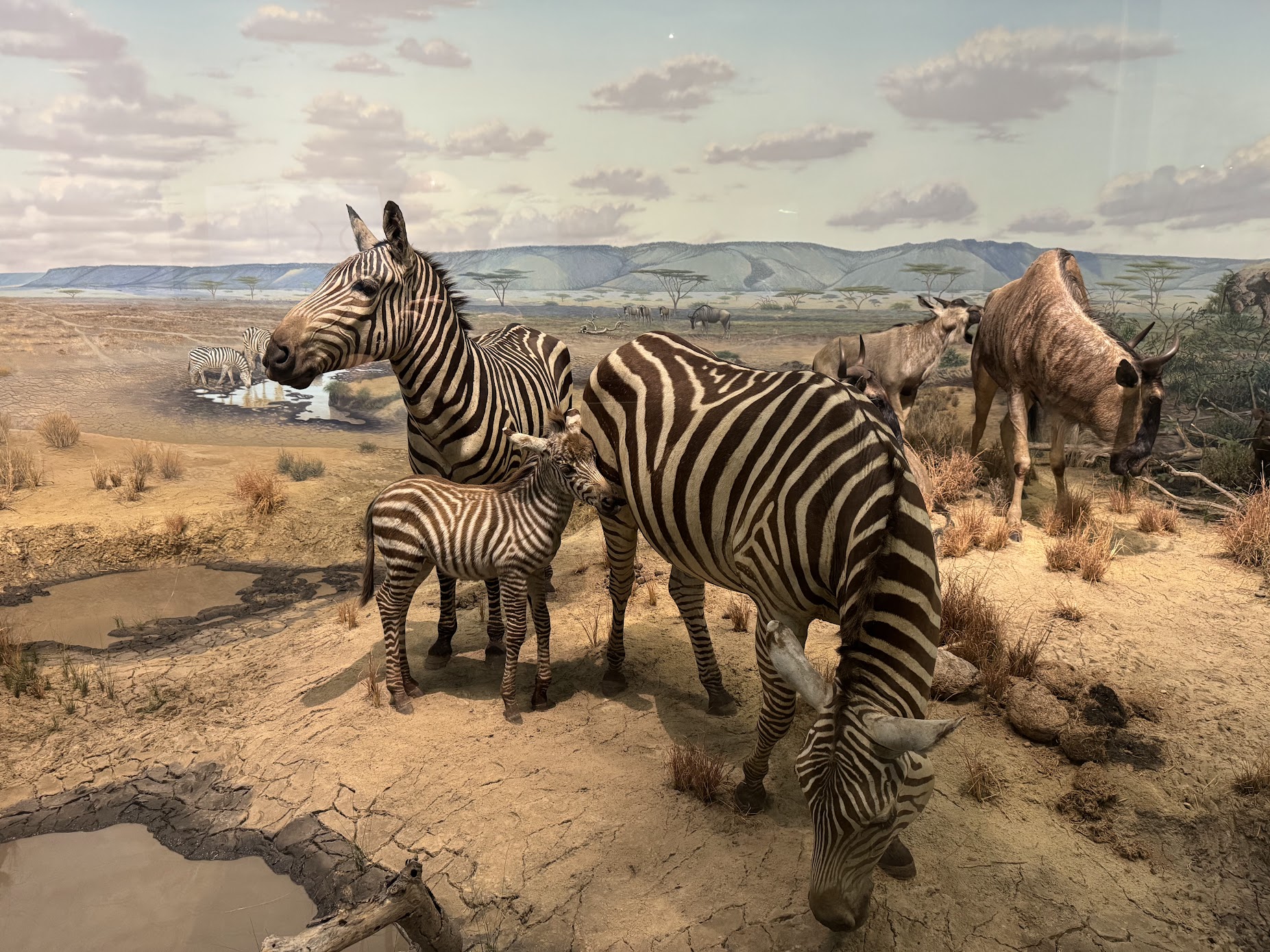 A family of Zebras at the Carnegie Museum of Natural History.